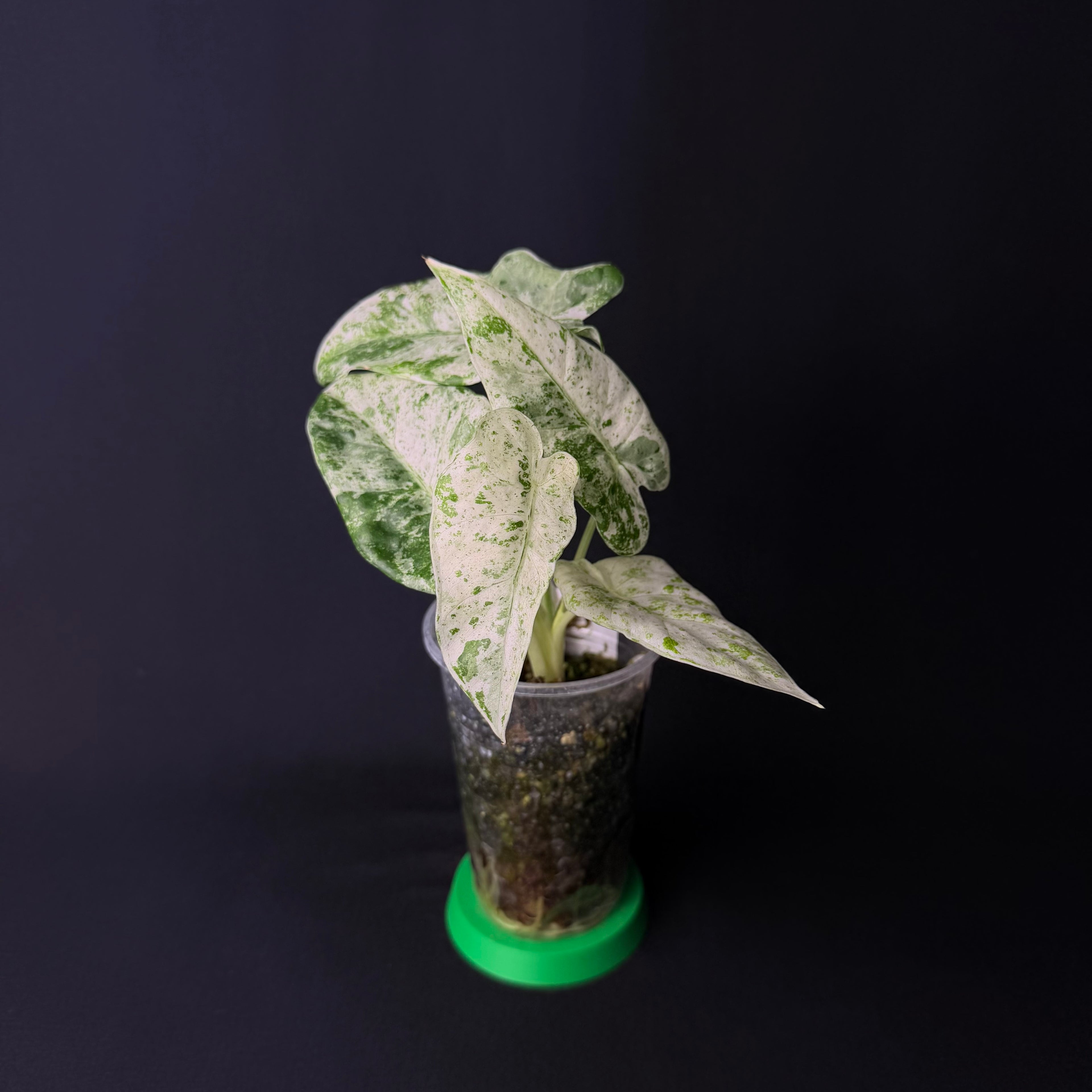Alocasia Odora 'Batik' Variegata #1-9