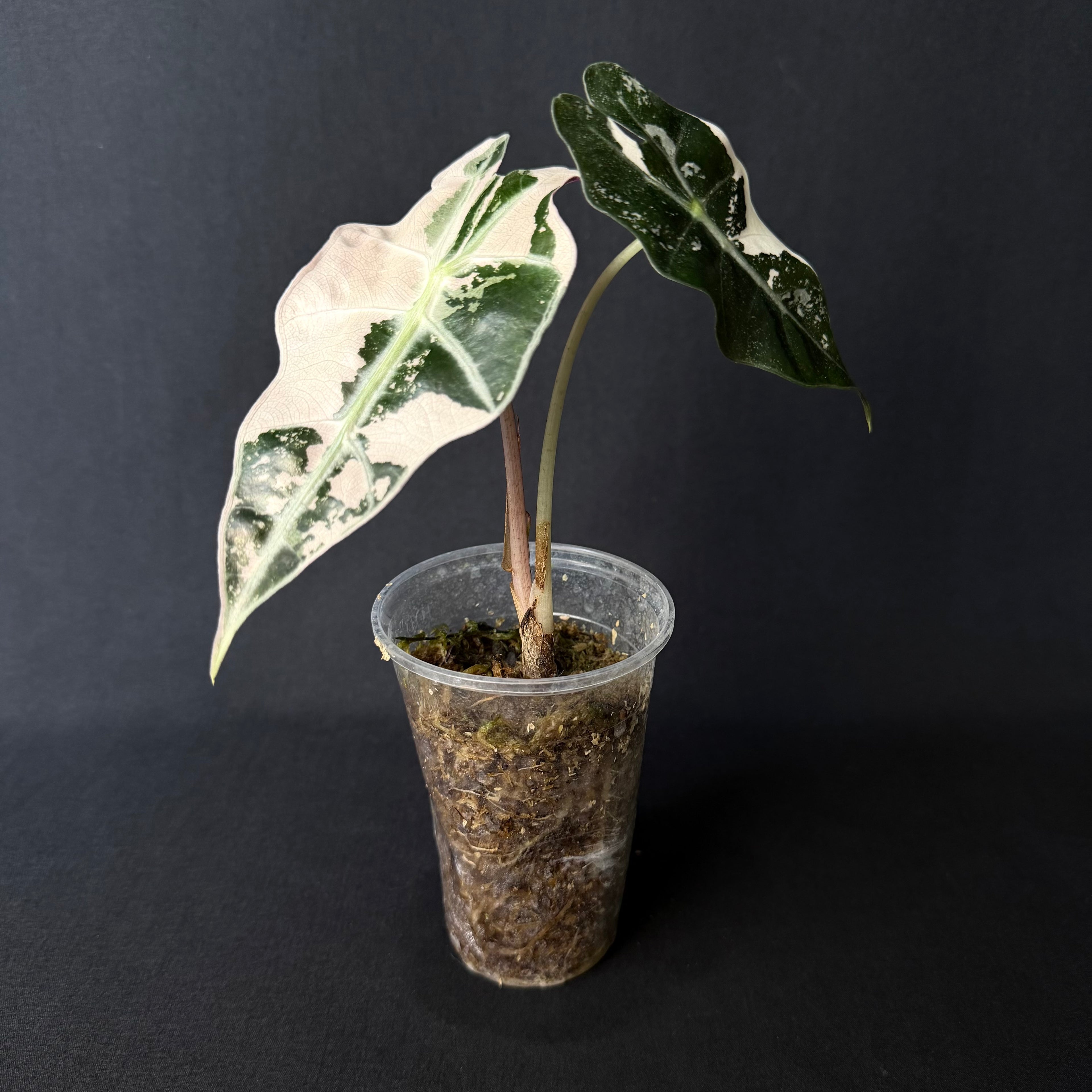Alocasia Amazonica 'Polly' Pink Variegata