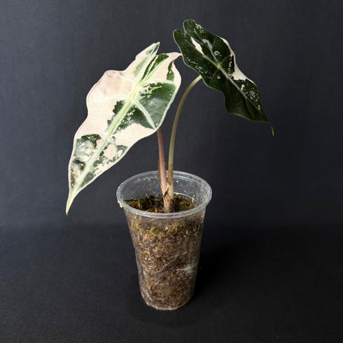 Alocasia Amazonica 'Polly' Pink Variegata