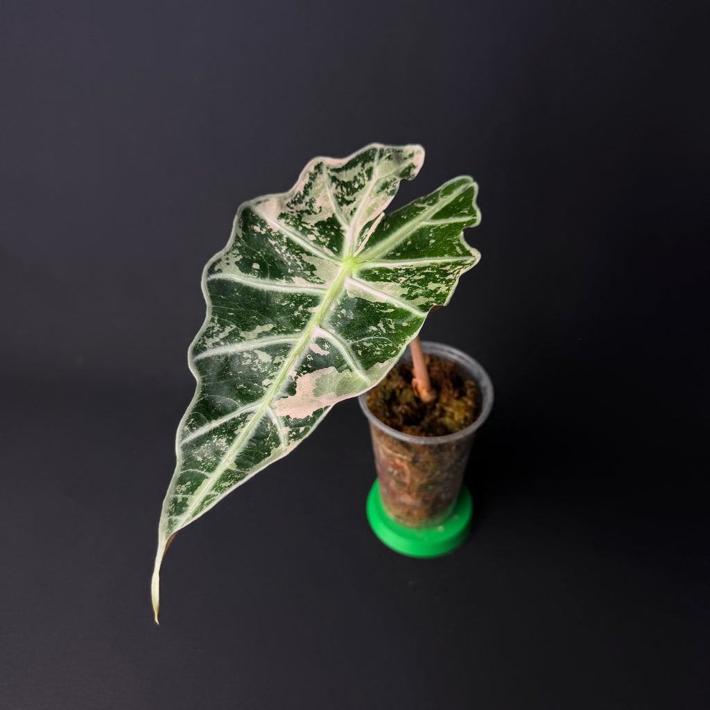 Alocasia Amazonica 'Polly' Pink Variegata #2
