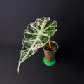Alocasia Amazonica 'Polly' Pink Variegata #2