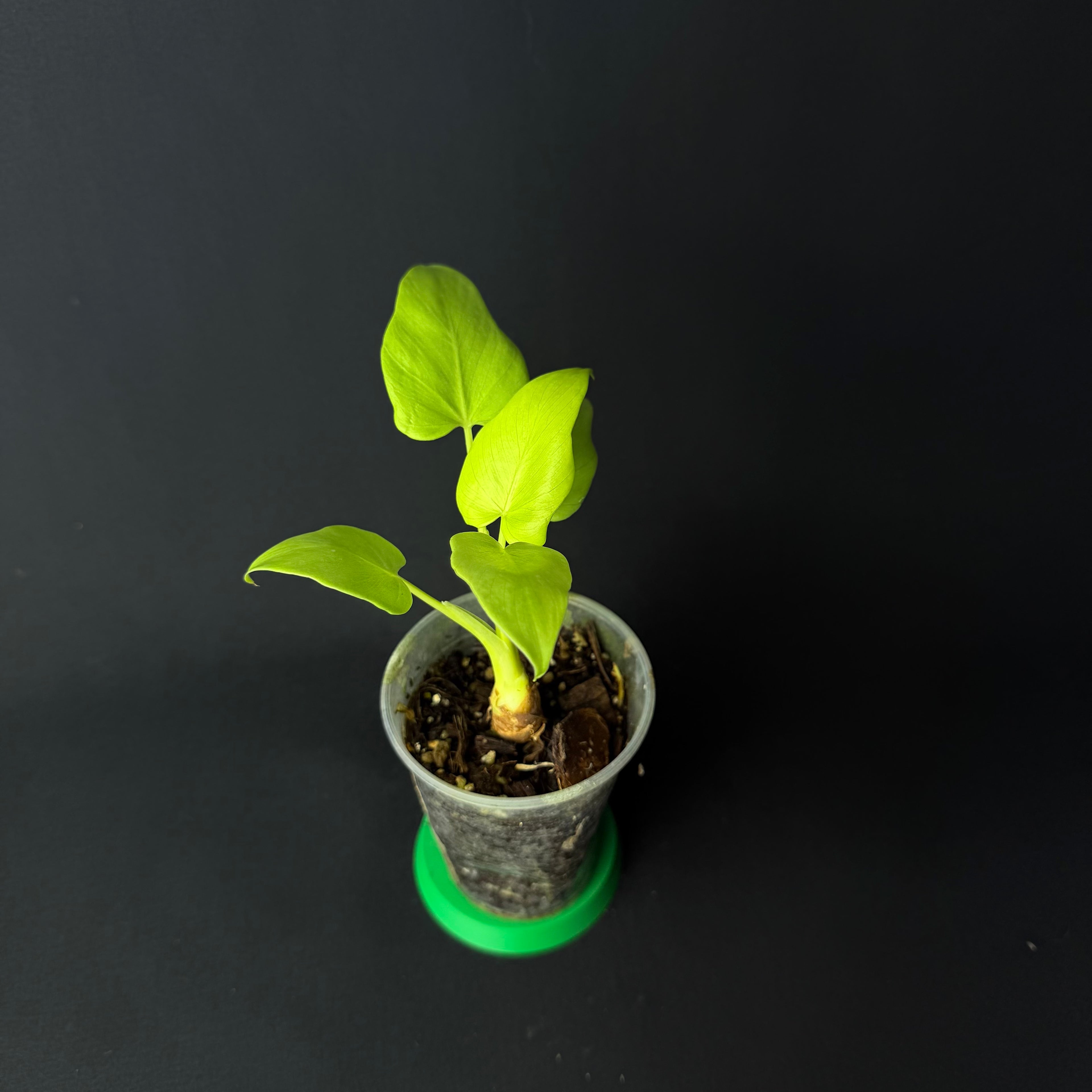 Plant template