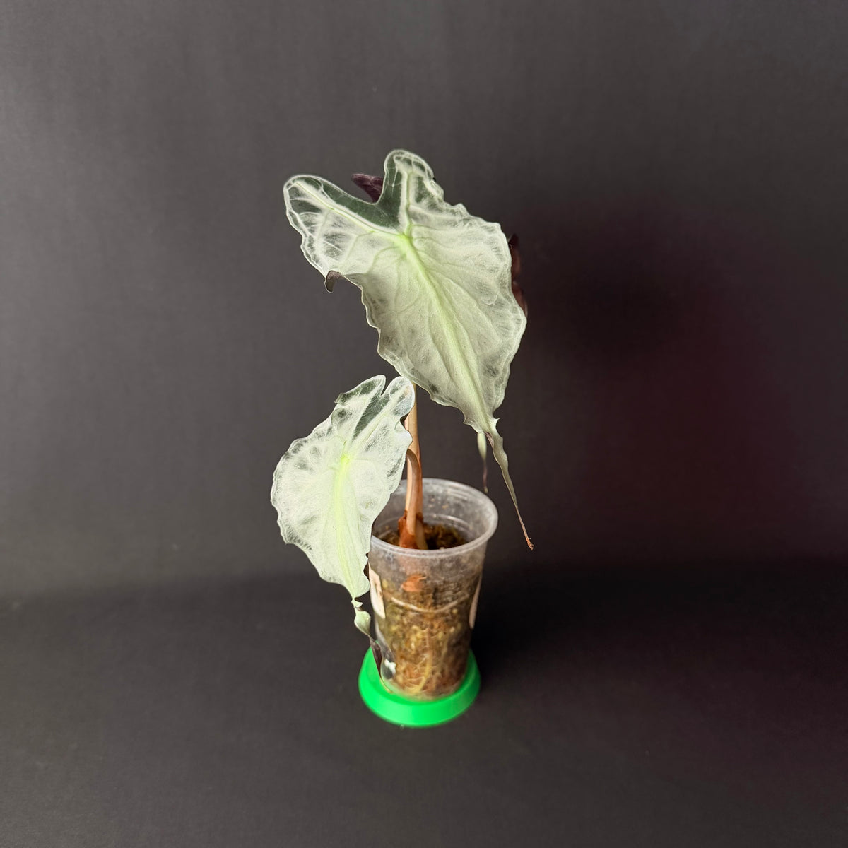 Plant template