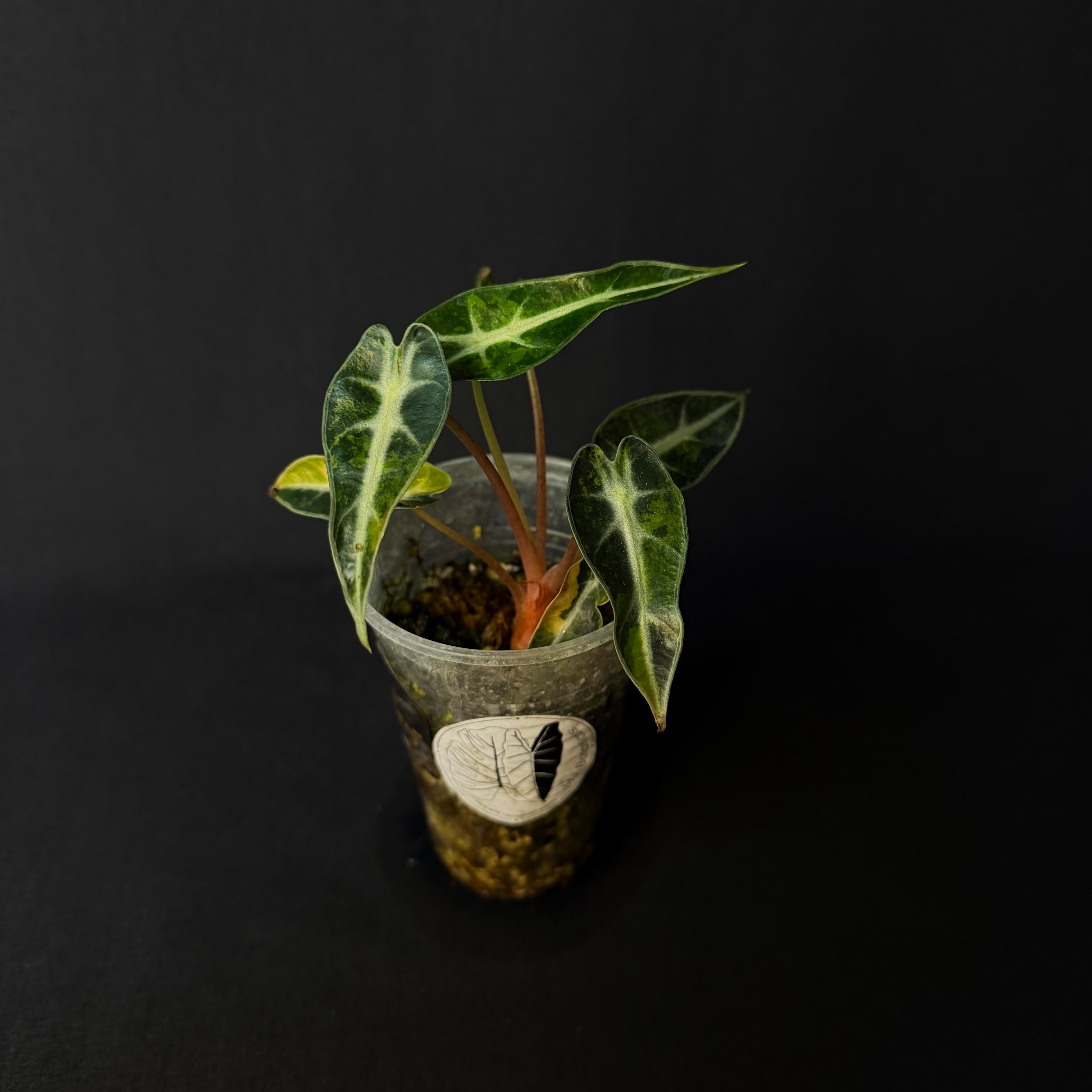Alocasia Bambino Aurea Variegata