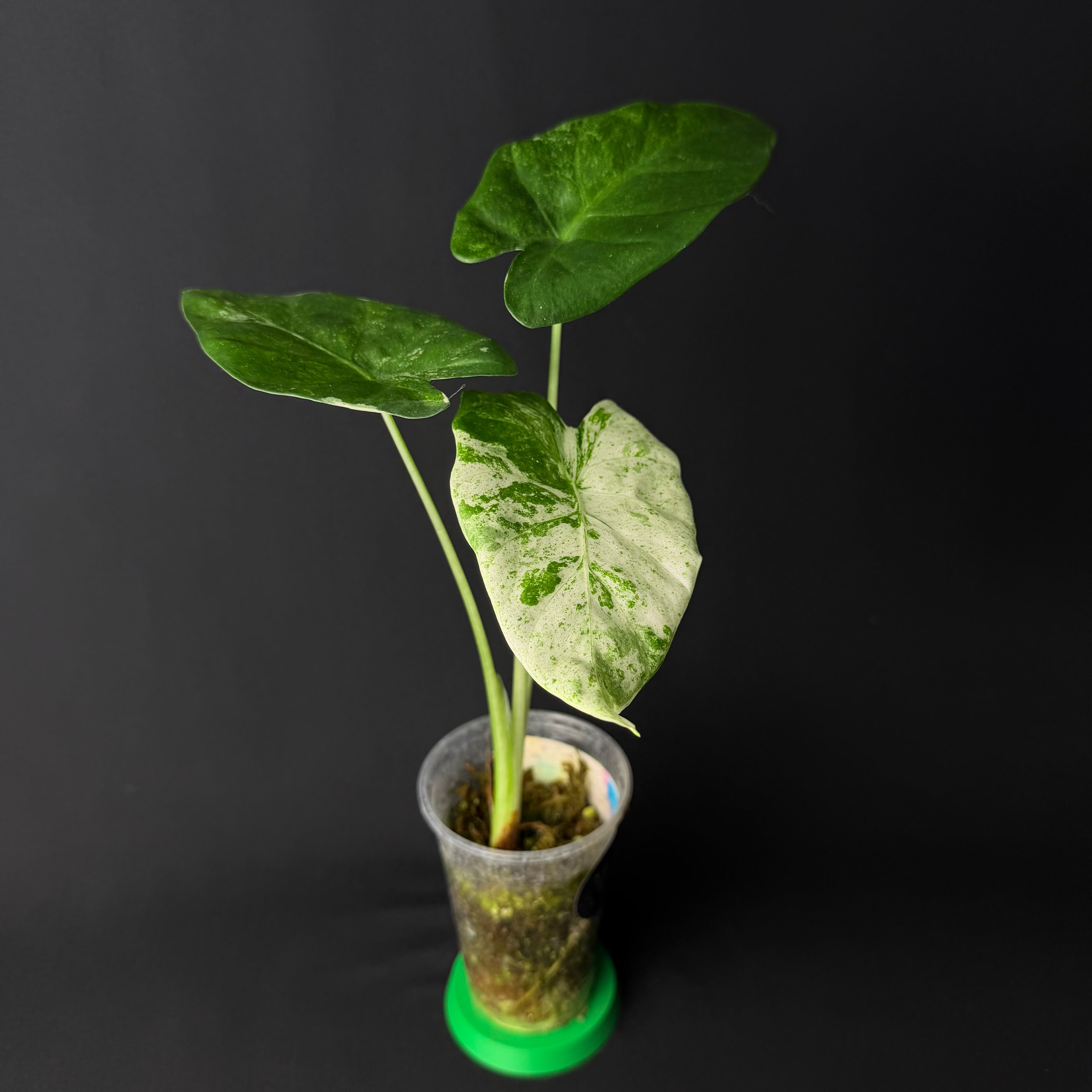 Alocasia Odora 'Batik' Variegata #1-9