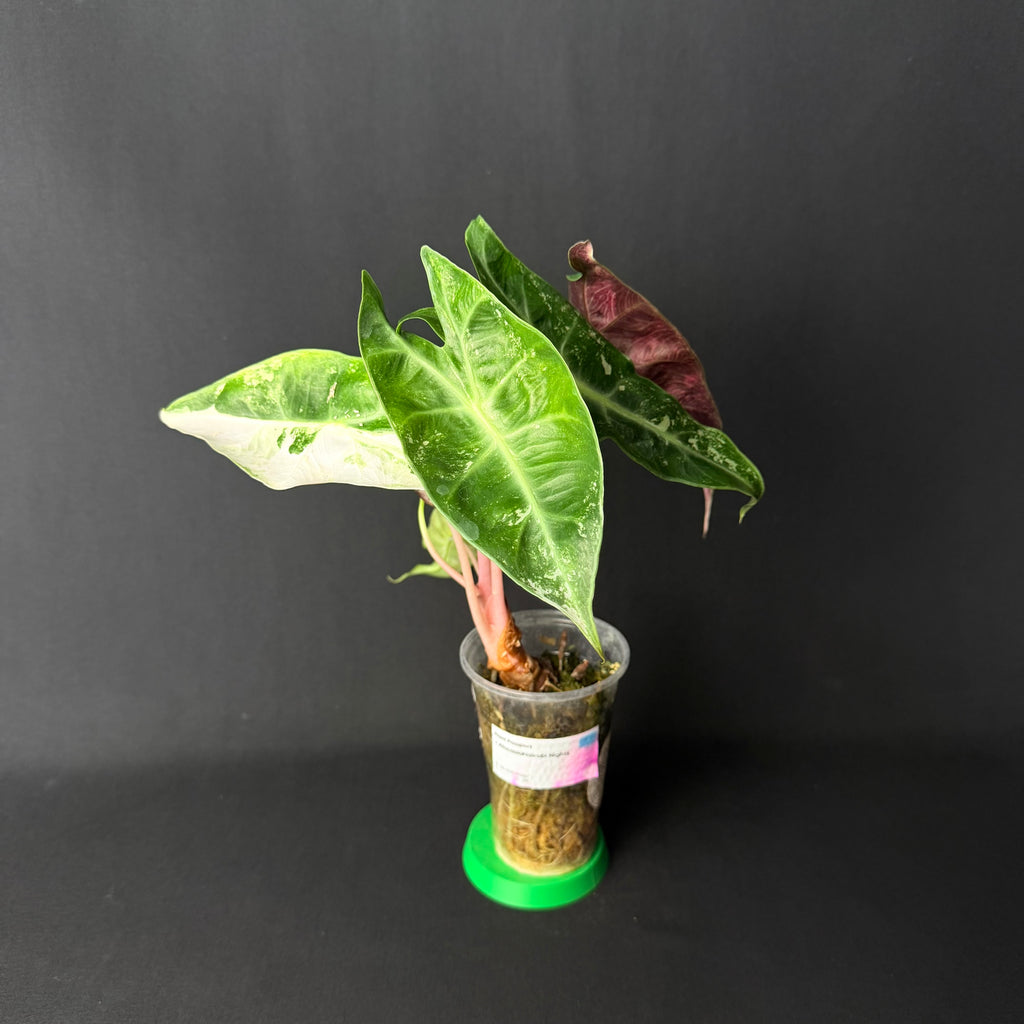 Alocasia Nairobi Nights Albo/Pink Variegata #3