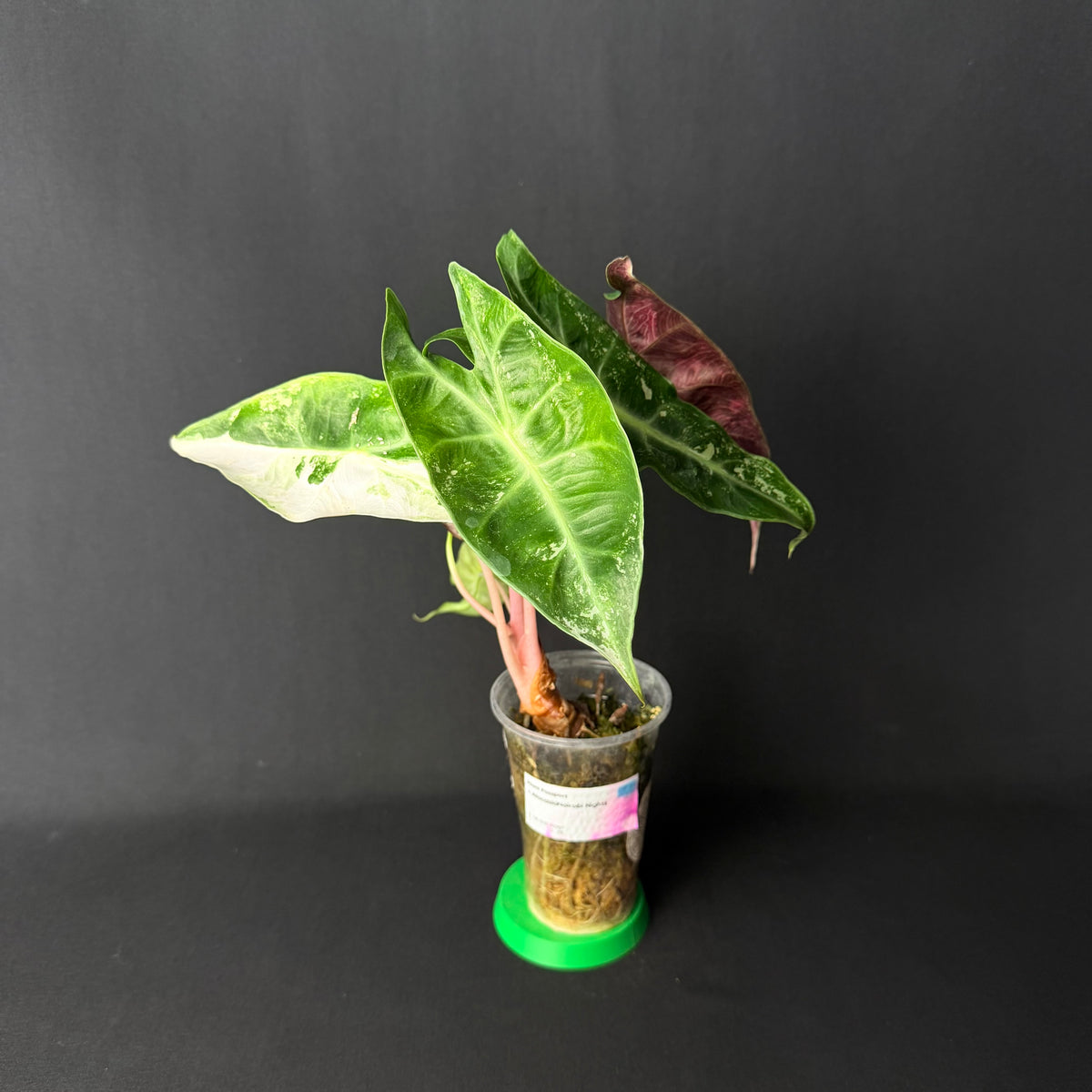 Alocasia Nairobi Nights Albo/Pink Variegata #3