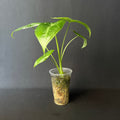 Alocasia Longiloba Albo Variegata #3