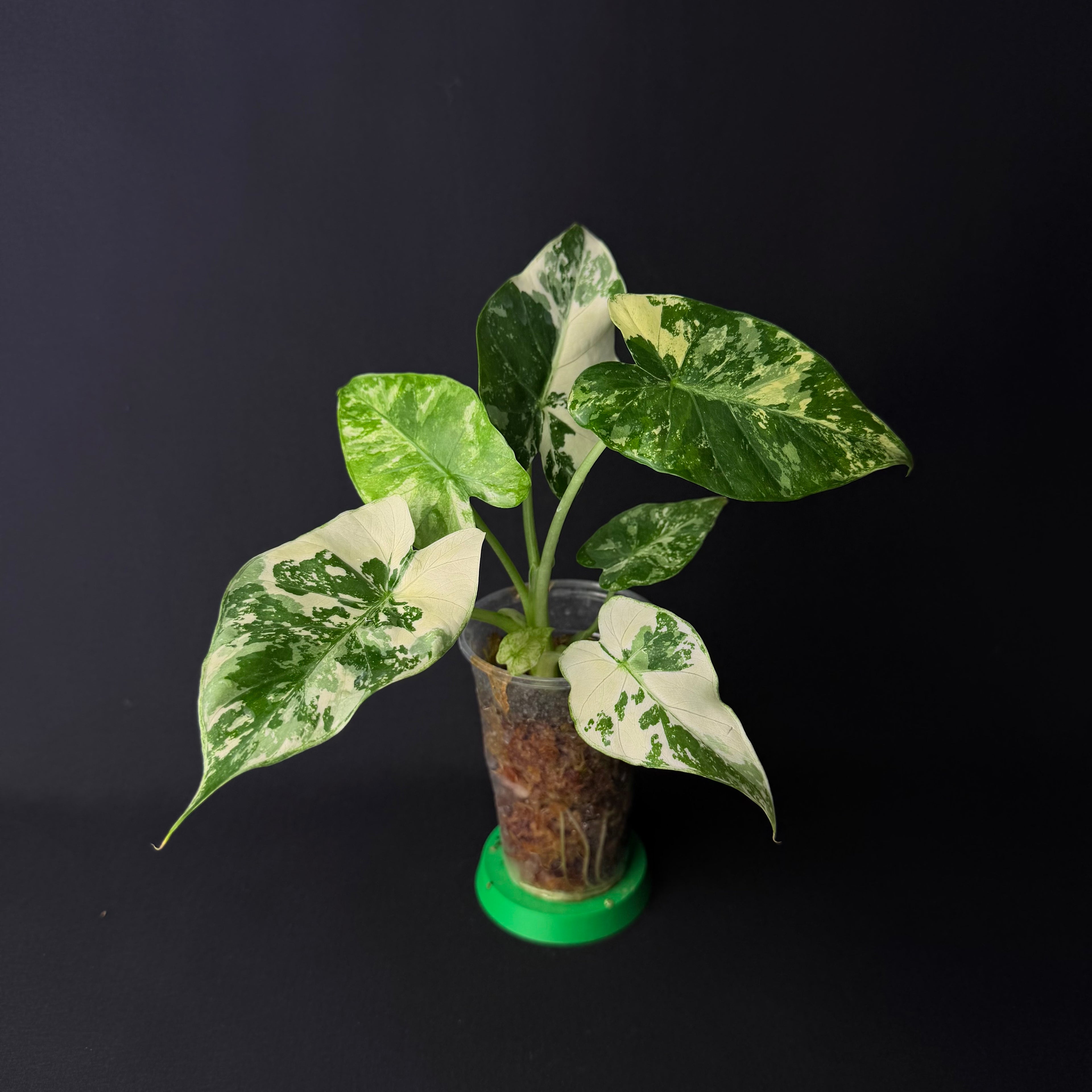 Alocasia Odora 'California' Albo Variegata (Gageana) #1-3