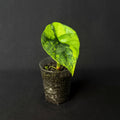 Alocasia Sinuata Aurea Variegata #3
