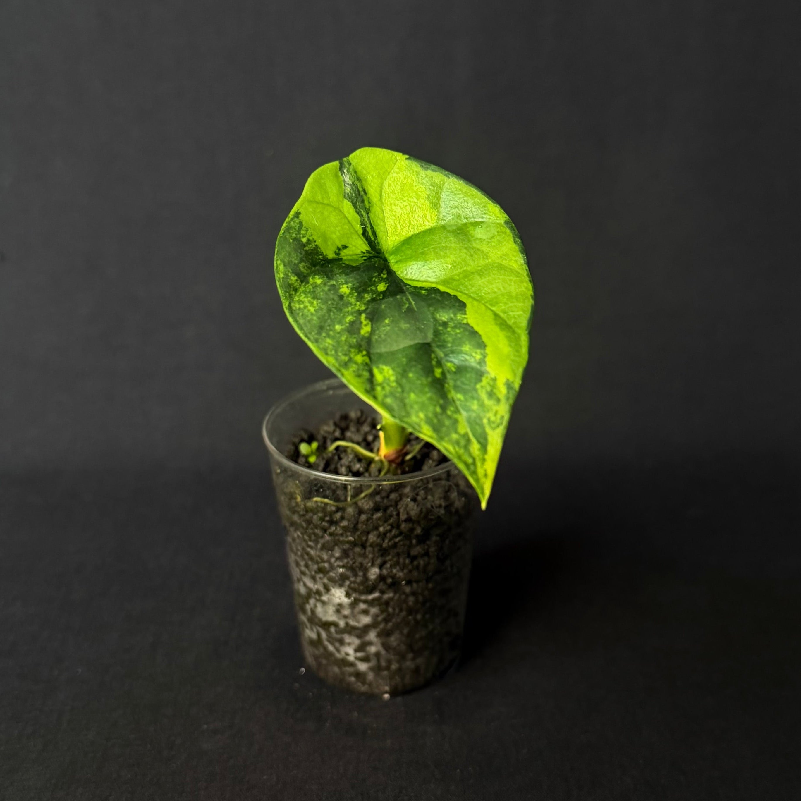 Alocasia Sinuata Aurea Variegata #3