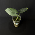 Alocasia Scabriuscula #1-3