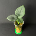 Alocasia Sintang