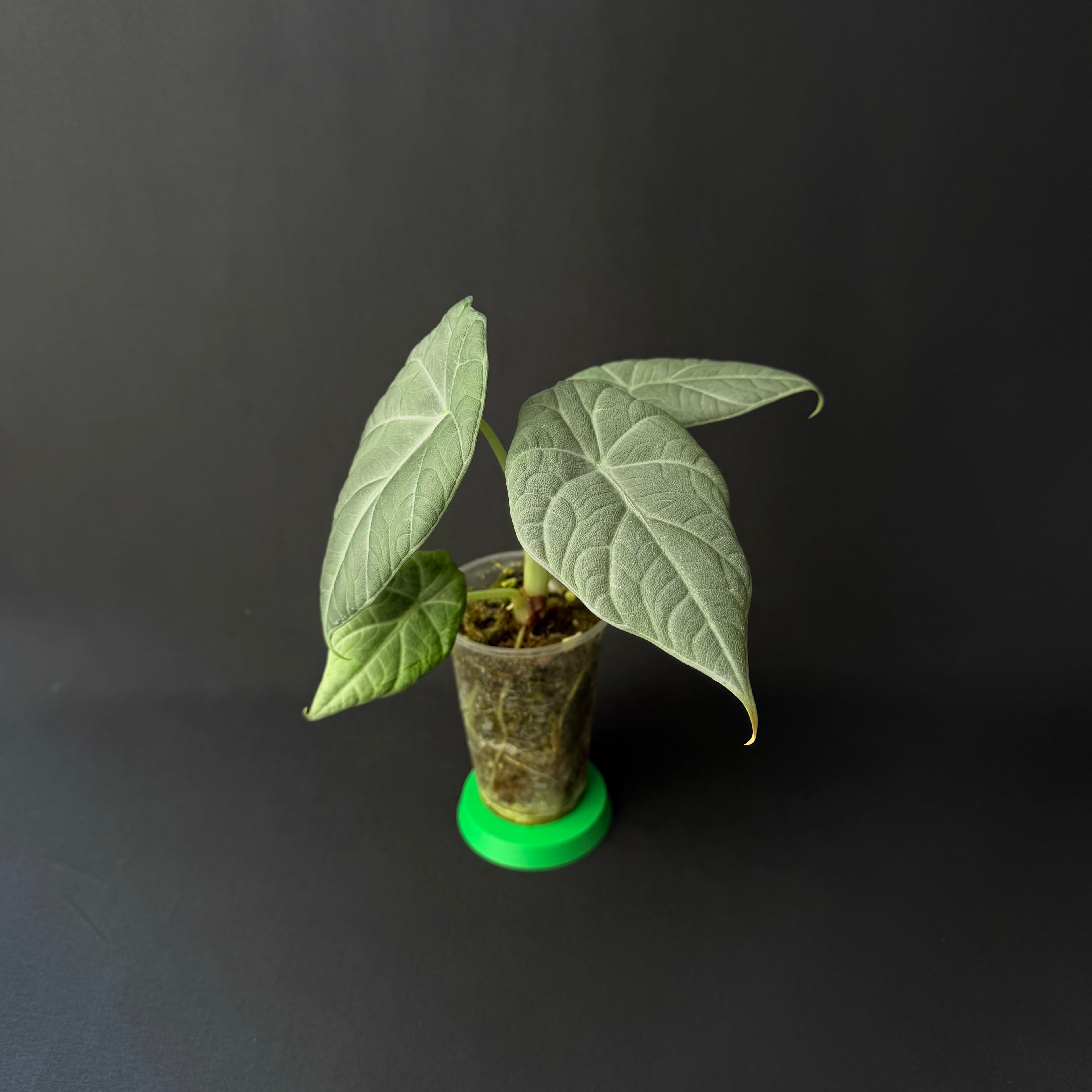 Alocasia Maharani #1-7