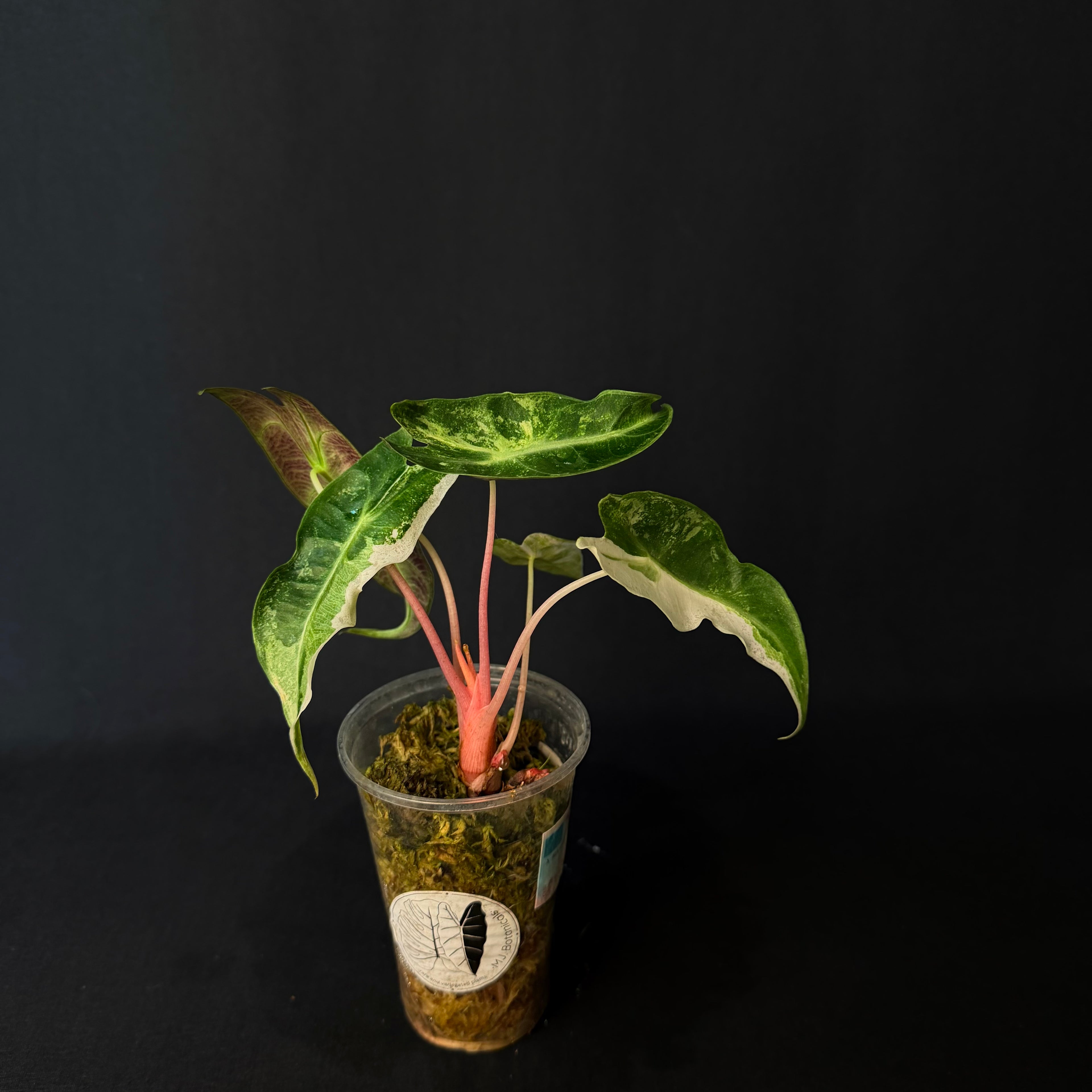Alocasia Nairobi Nights Albo/Pink Variegata #1-3