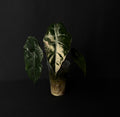 Alocasia Chantrierii Pink Variegata #4