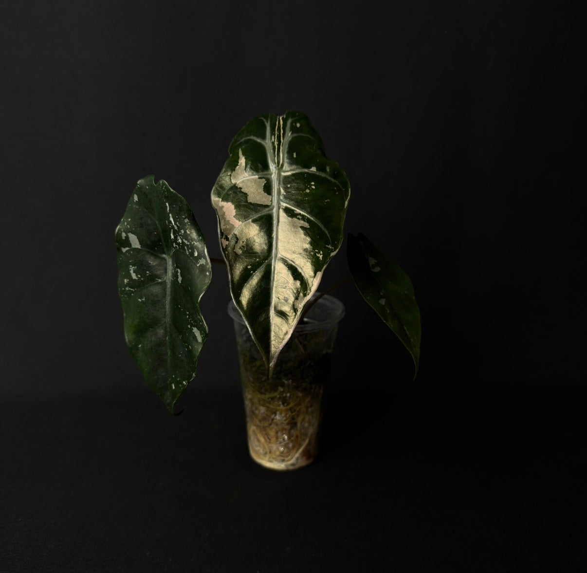 Alocasia Chantrierii Pink Variegata #4