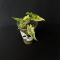 Alocasia Tandurusa 'Jacklyn' Aurea Variegata #2