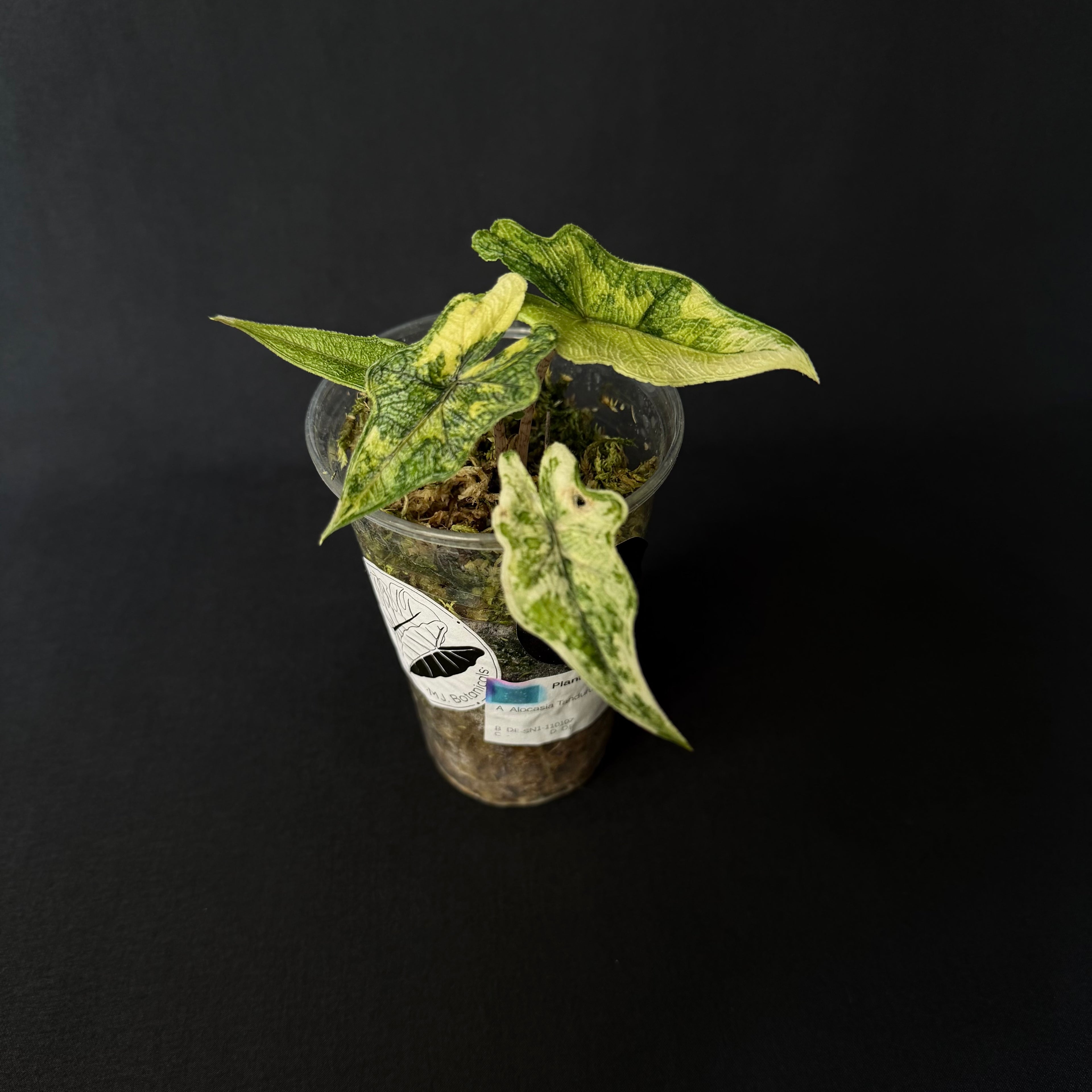 Alocasia Tandurusa 'Jacklyn' Aurea Variegata #2
