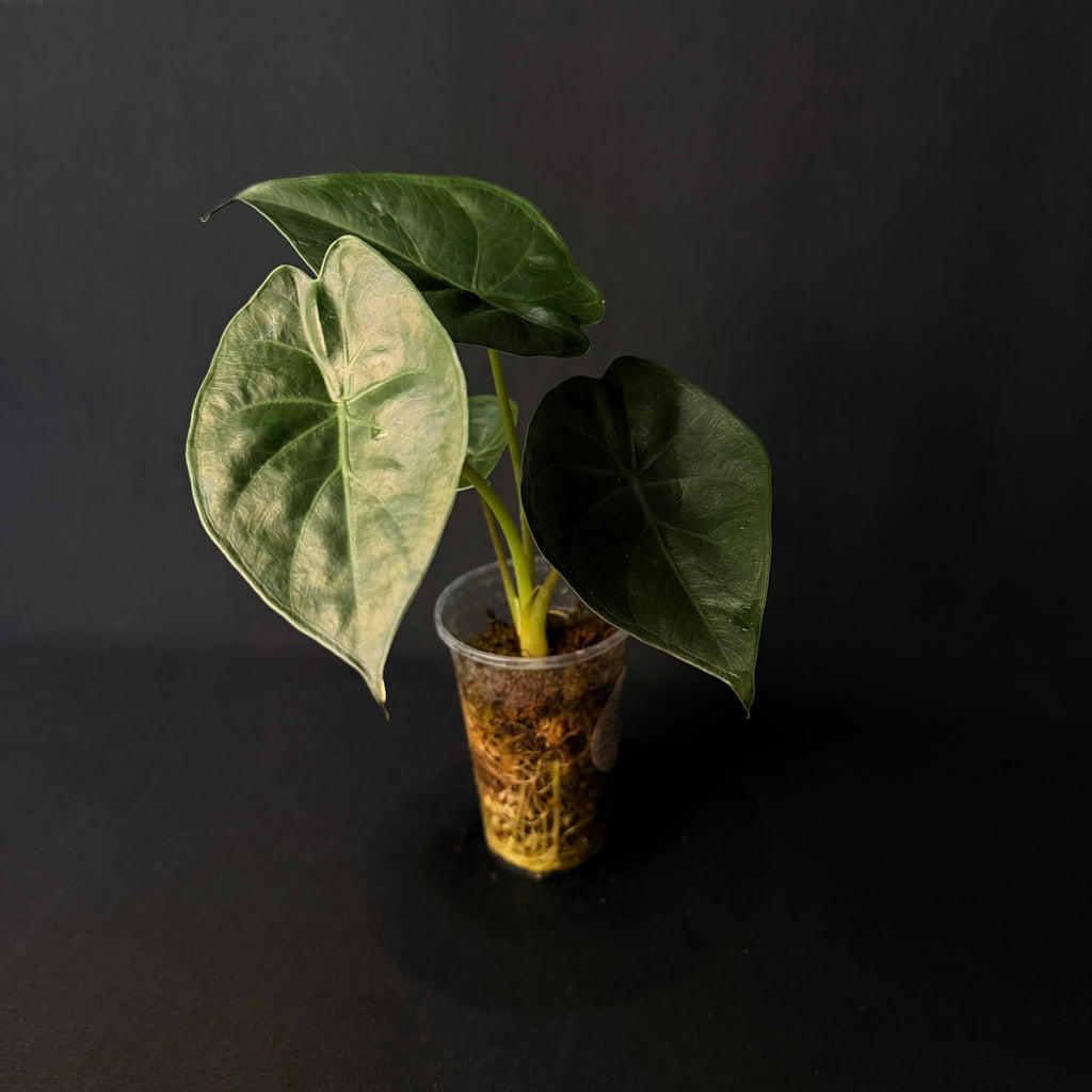 Alocasia Wentii #1-4