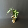 Alocasia Amazonica 'Polly'