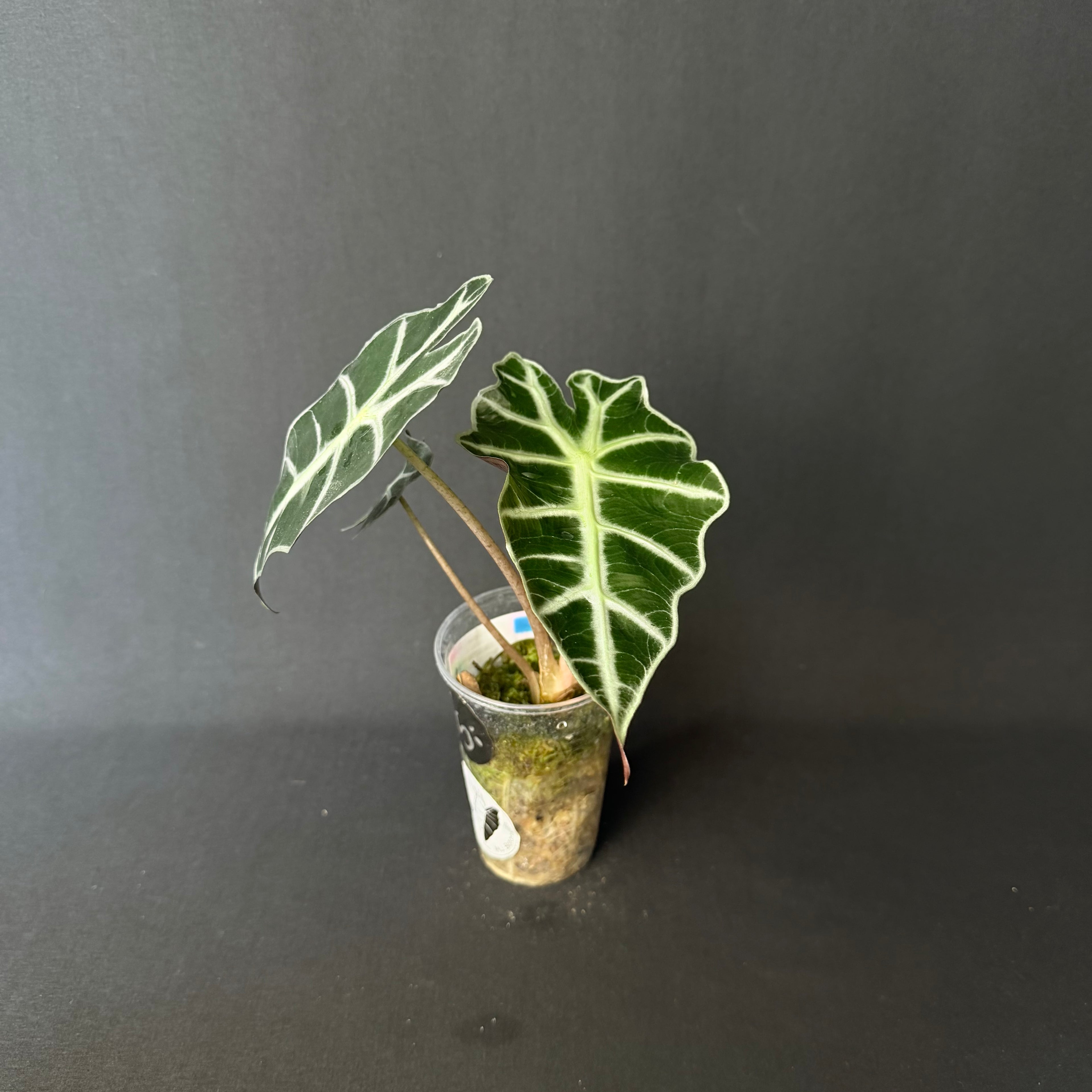 Alocasia Amazonica 'Polly'