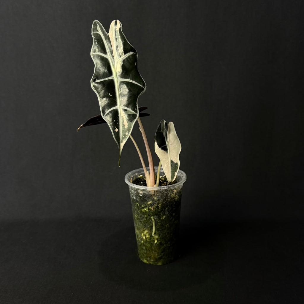 Alocasia Sanderiana Bull Pink Variegata