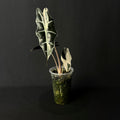 Alocasia Sanderiana Bull Pink Variegata