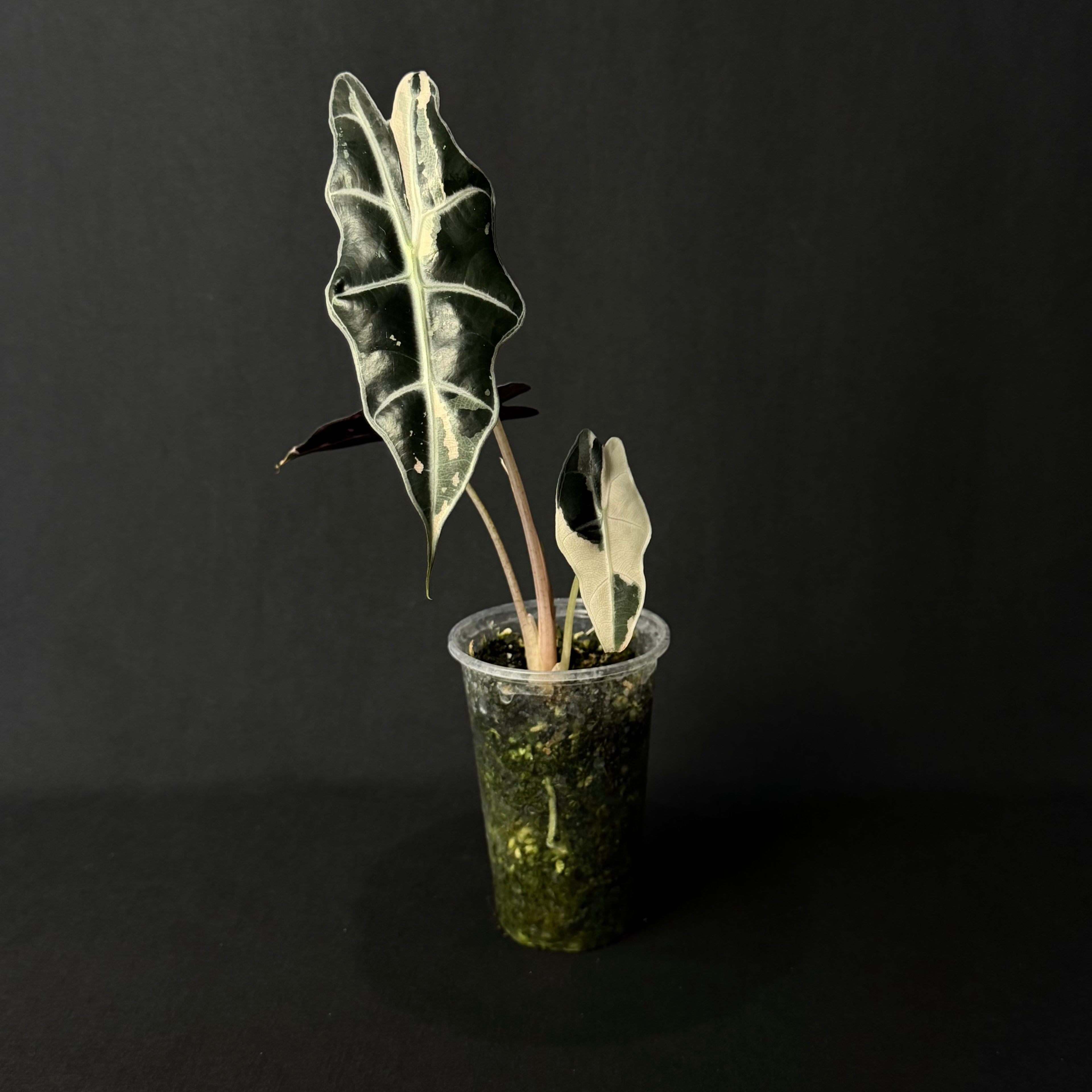 Alocasia Sanderiana Bull Pink Variegata