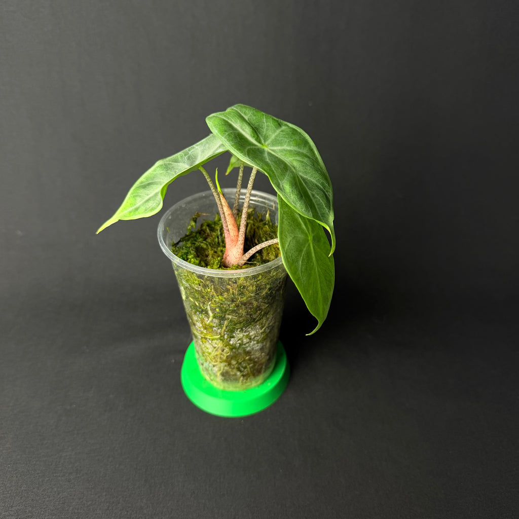 Alocasia Ivery Coast #1-3
