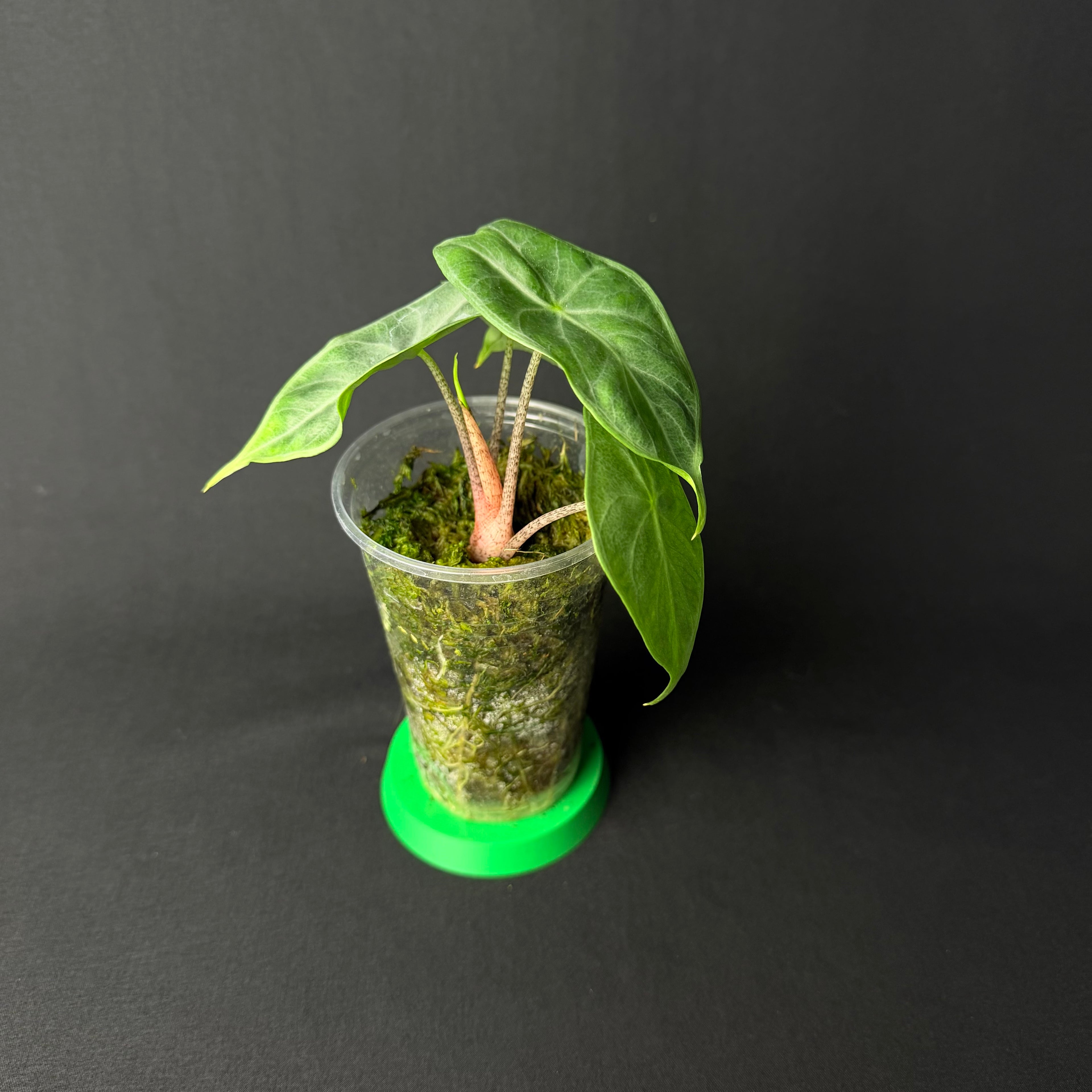 Alocasia Ivery Coast #1-3
