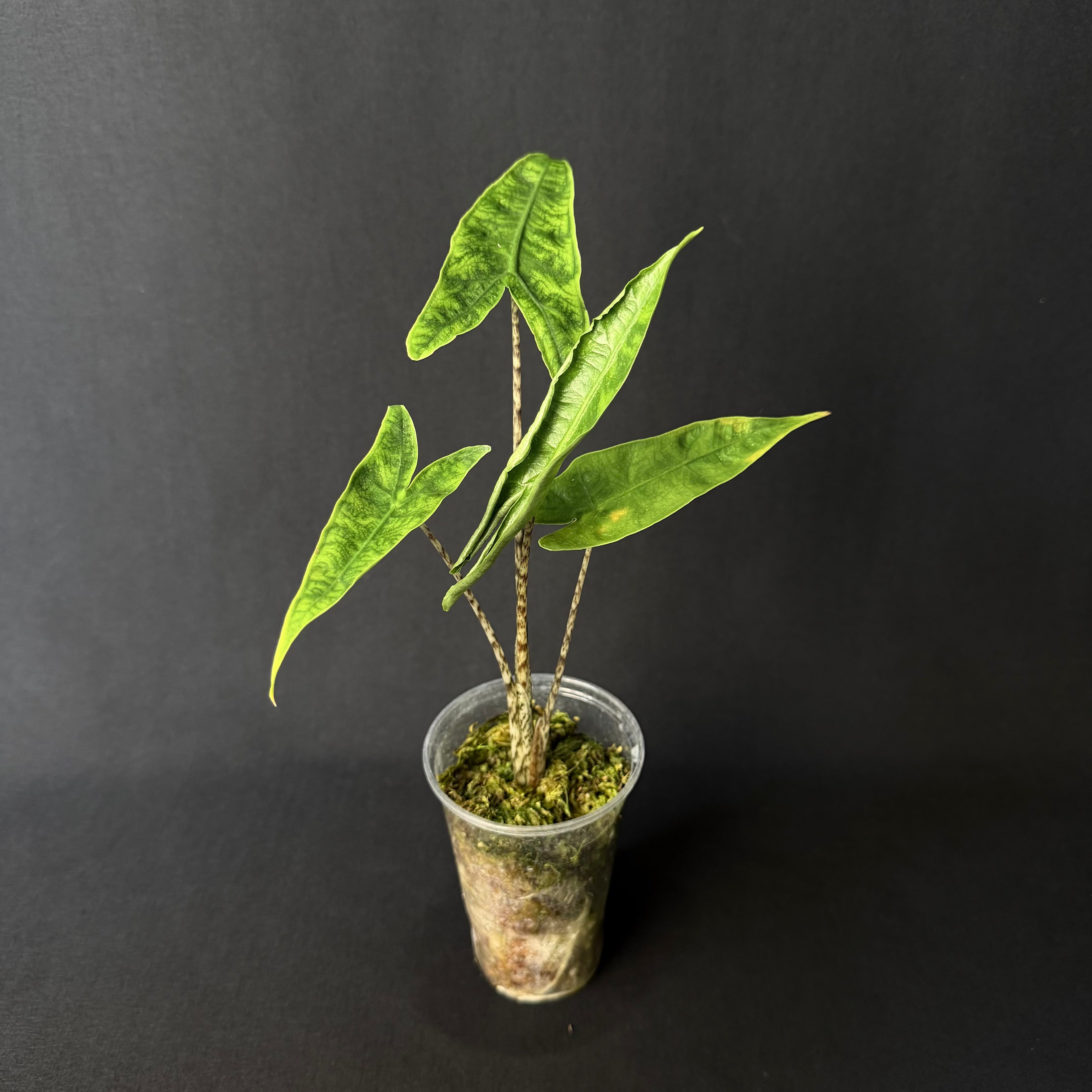 Alocasia Reticulata #3