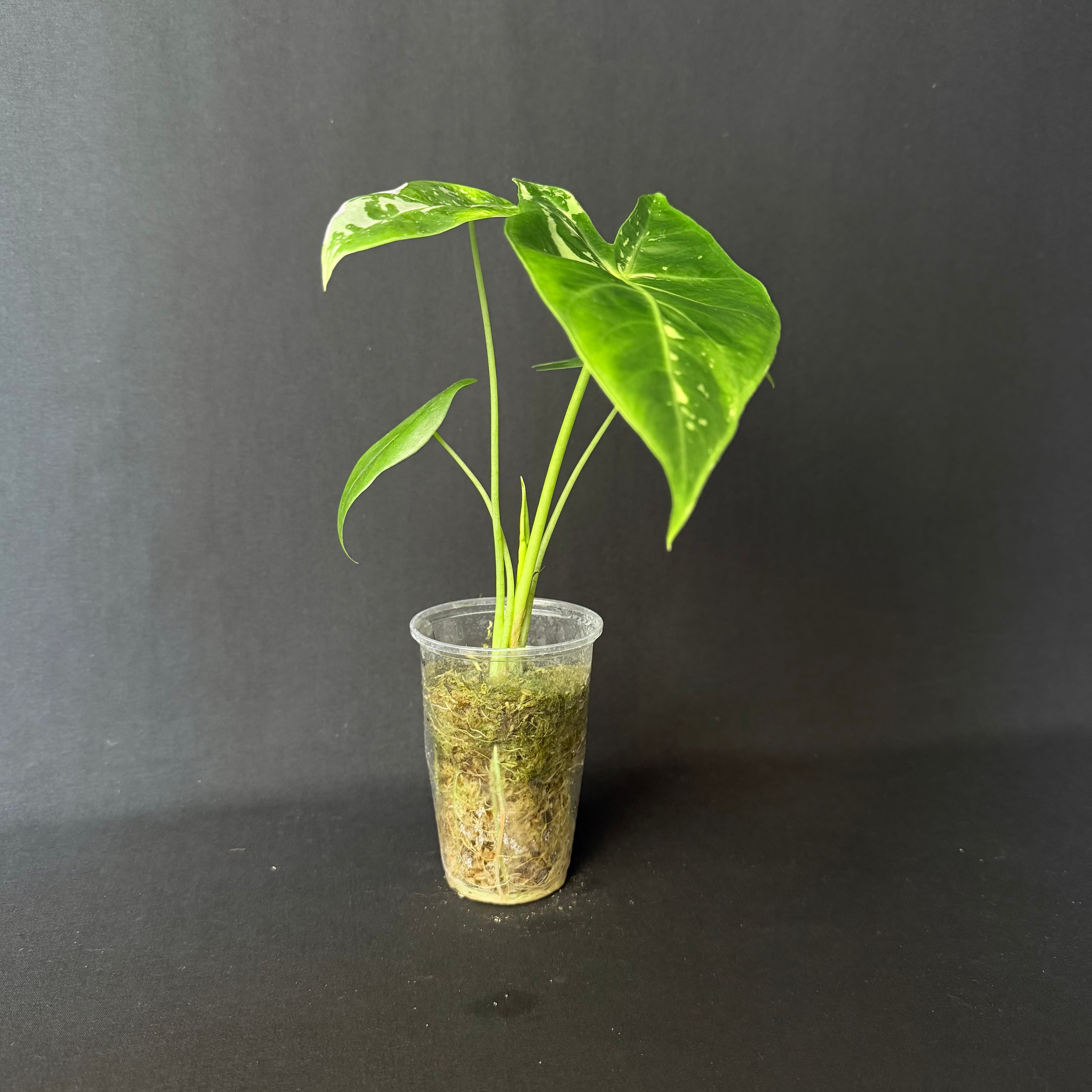 Alocasia Longiloba Albo Variegata #2
