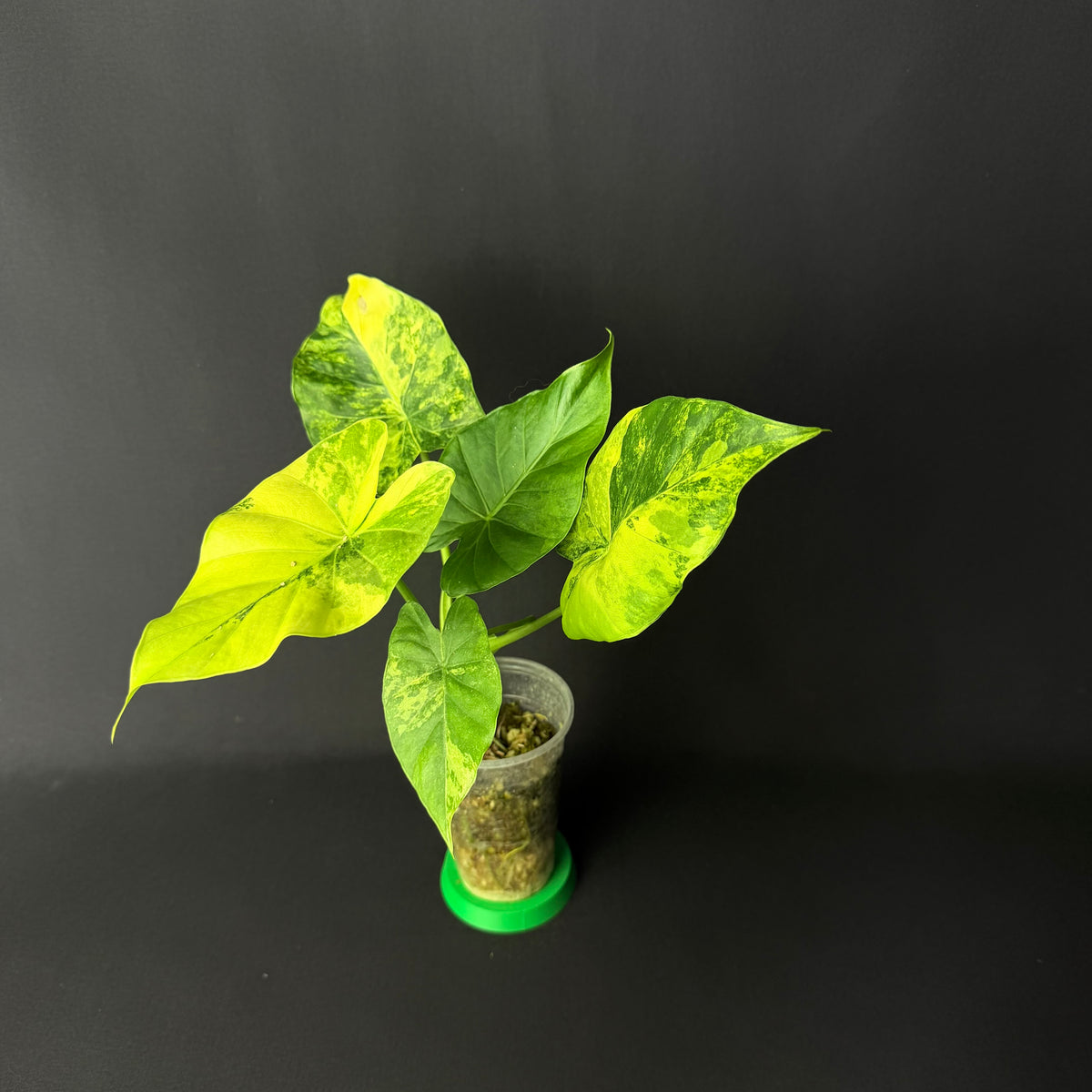 Alocasia Odora 'California' Aurea Variegata (Gageana) #1-6
