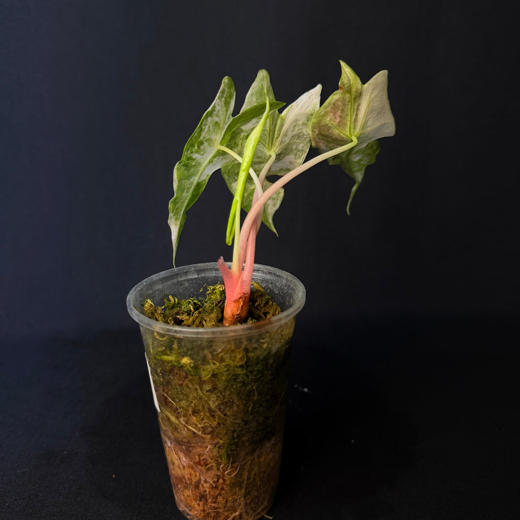 Alocasia Nairobi Nights Albo/Pink Variegata #1-3