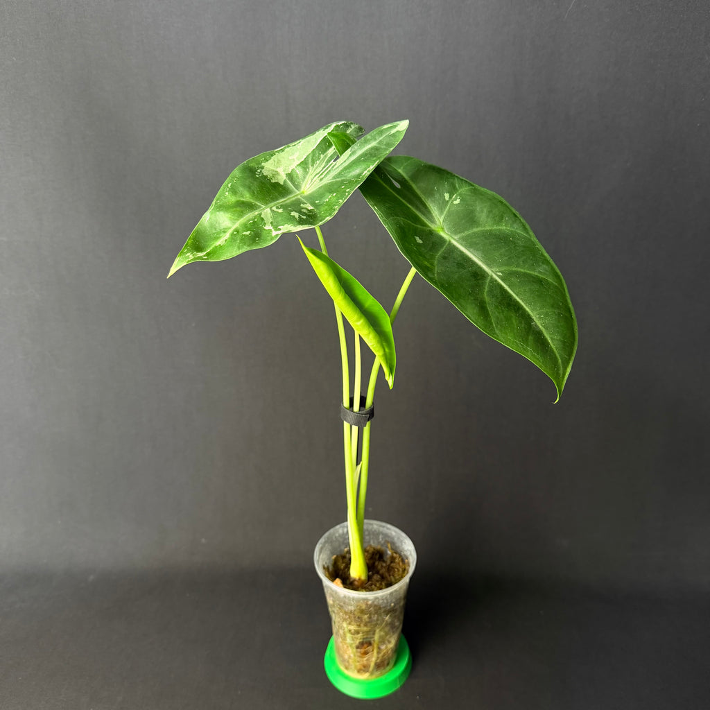 Alocasia Longiloba Albo Variegata #1-3