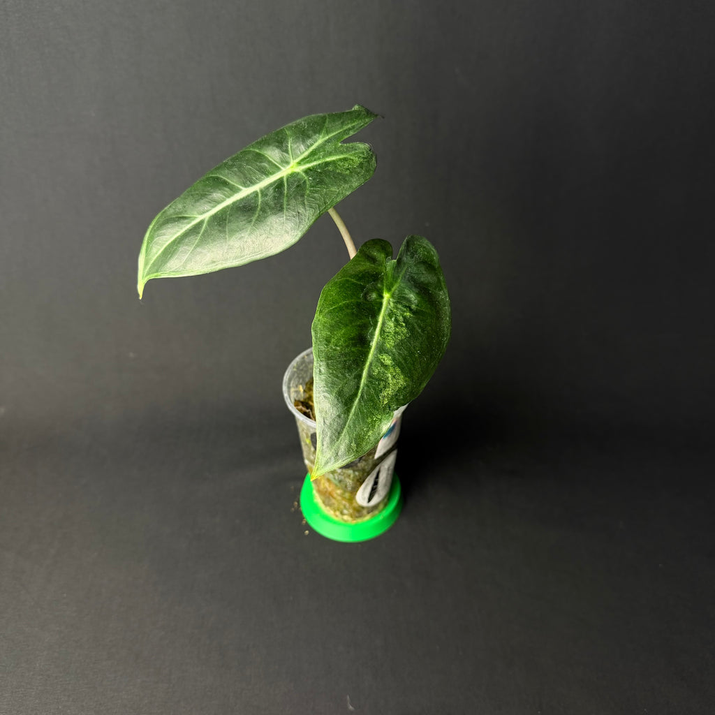 Alocasia Pink Dragon Mint Variegata #1-2