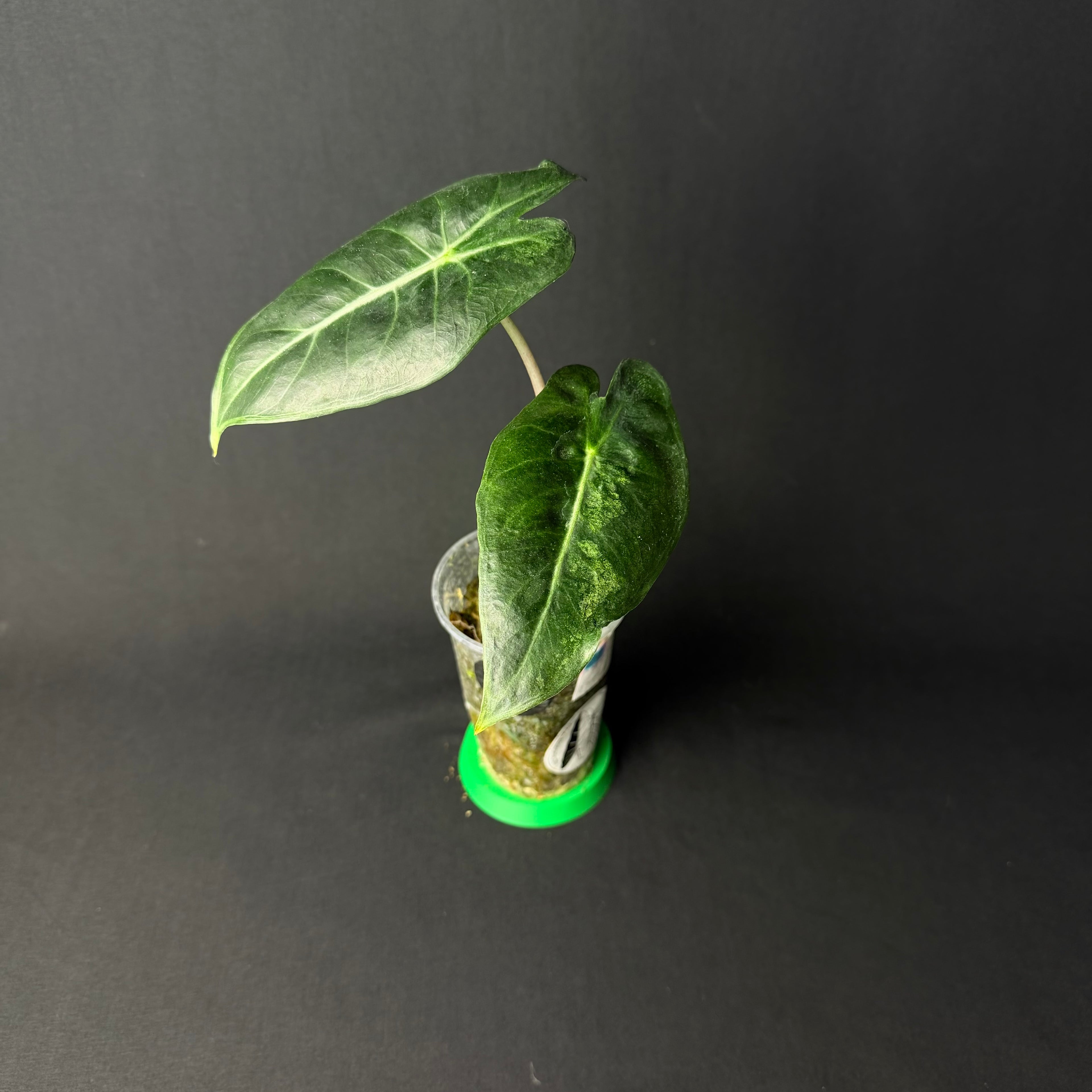 Alocasia Pink Dragon Mint Variegata #1-2