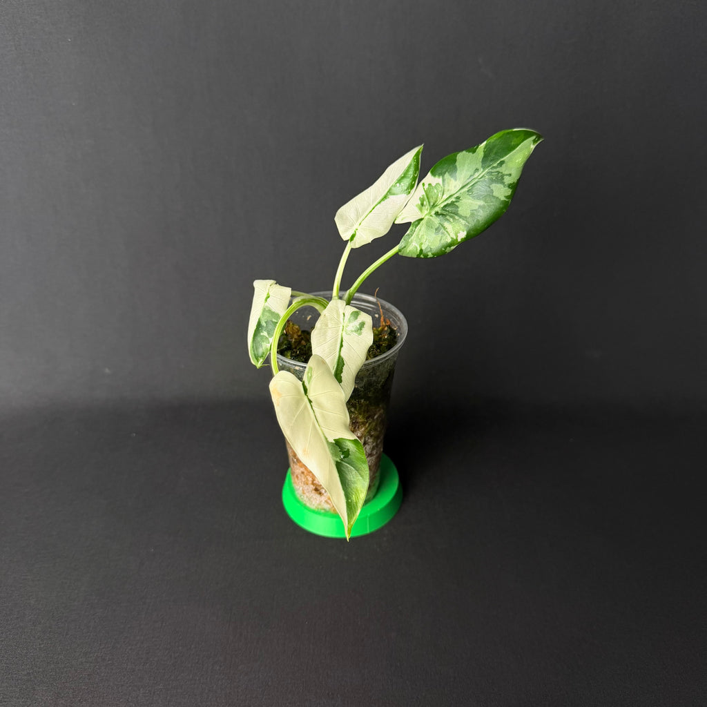 Alocasia Odora 'Okinawa Silver' Variegata #1-2