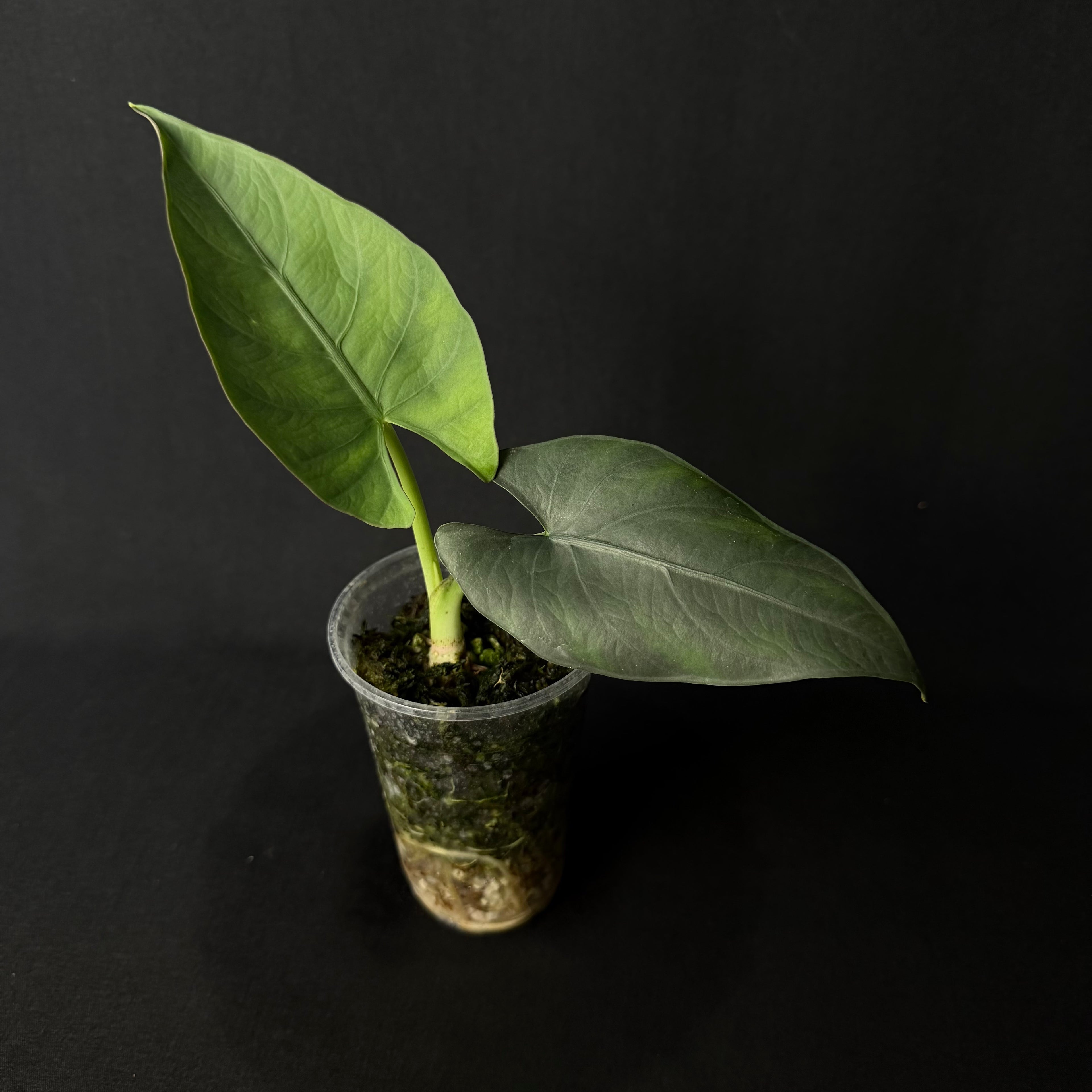 Alocasia Scabriuscula #1-3