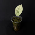 Alocasia Sinuata Mint Variegata #2