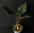 Alocasia Chienlii - Antoro Velvet #2