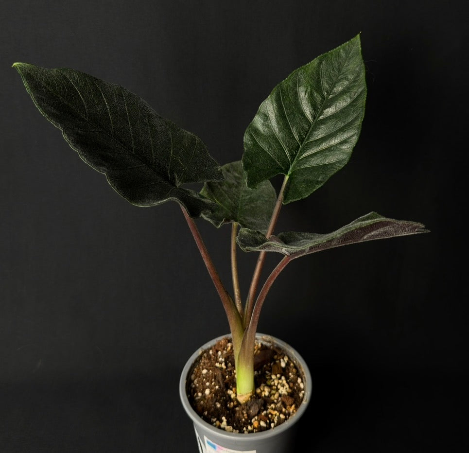 Alocasia Chienlii - Antoro Velvet #2