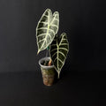 Alocasia Watsoniana #2
