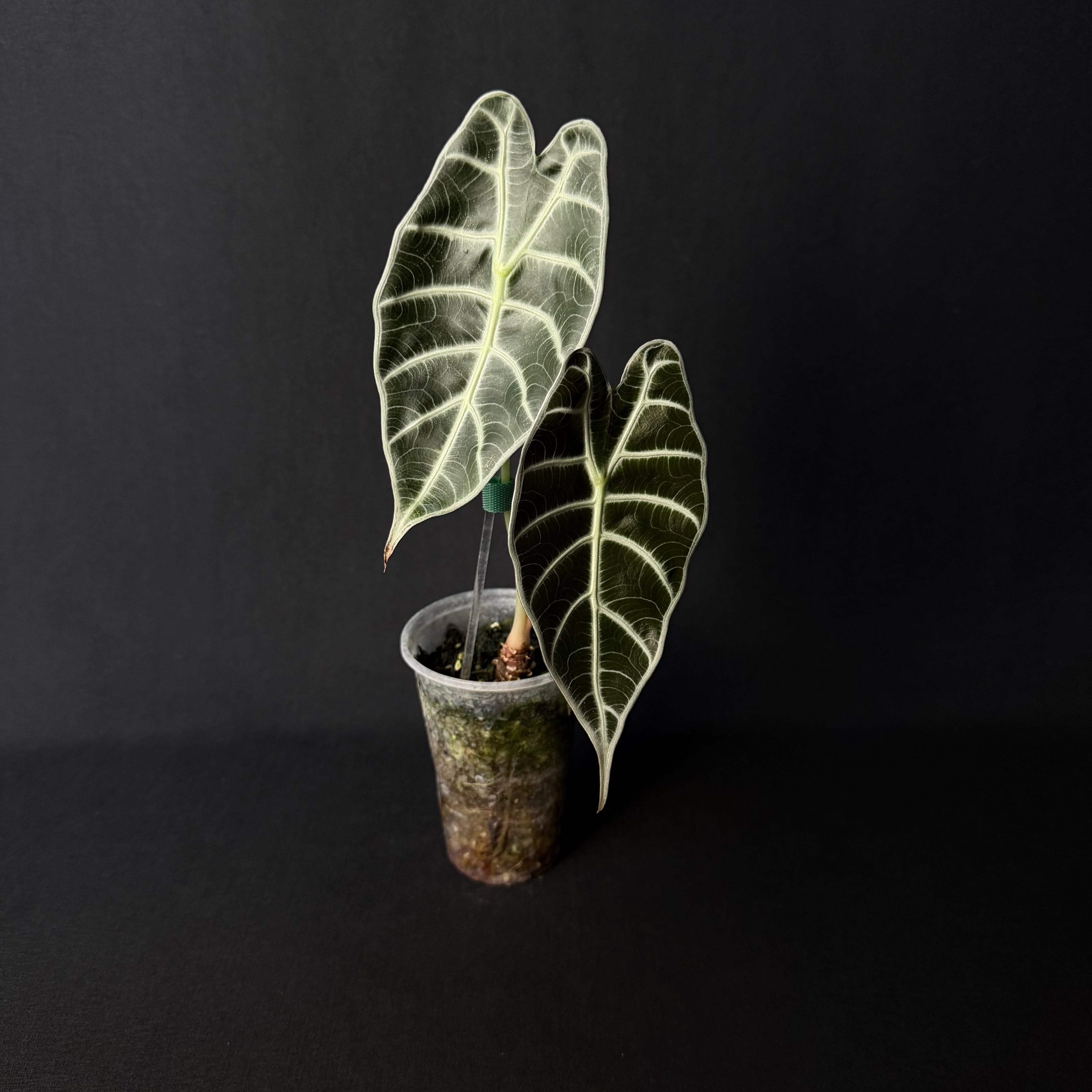 Alocasia Watsoniana #2