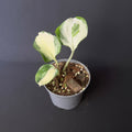 Epipremnum pinnatum 'Happy Leaf'