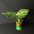 Alocasia Regal Shields Albo Variegata