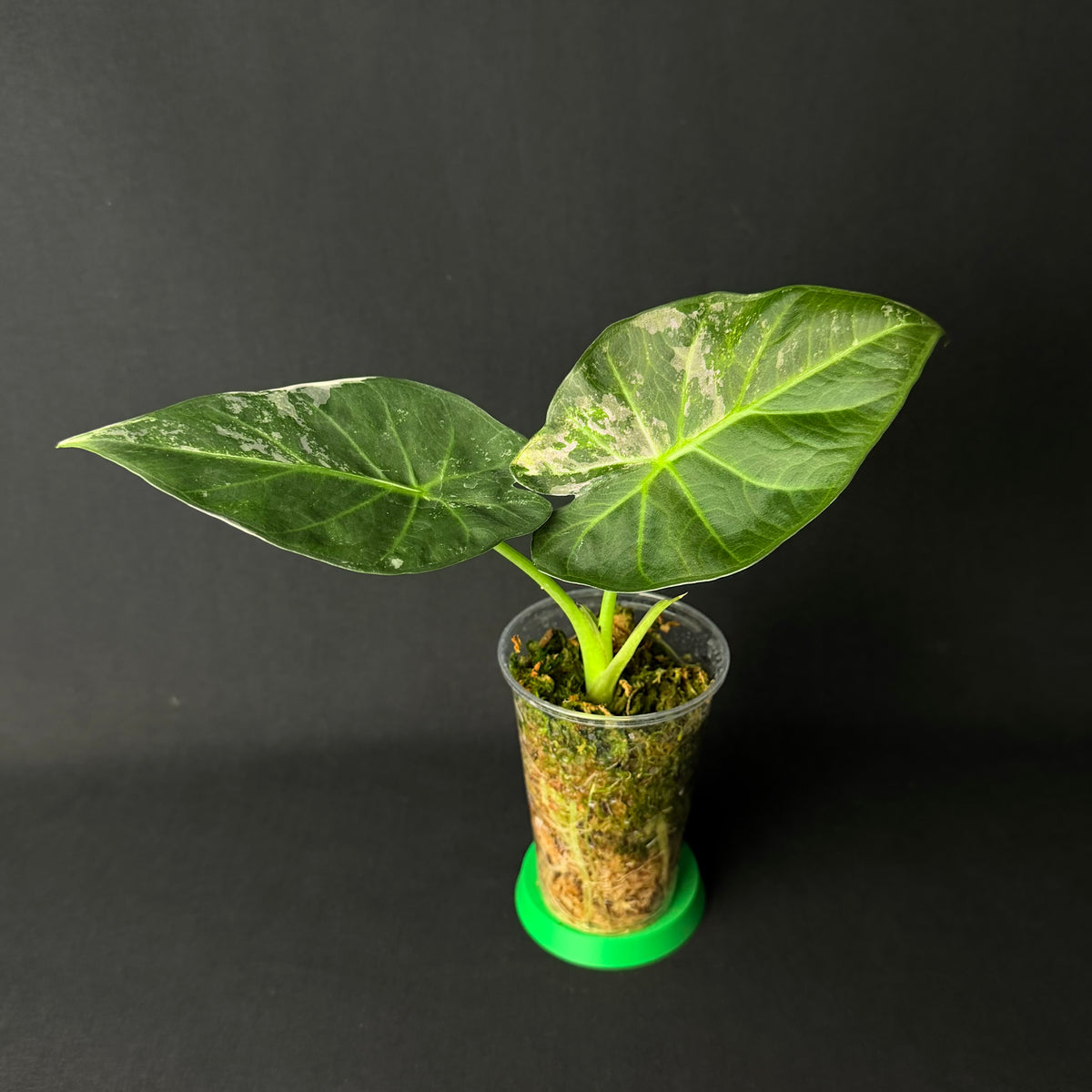 Alocasia Regal Shields Albo Variegata