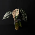 Alocasia Chantrierii Pink Variegata #1