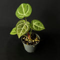 Anthurium Silver Blush